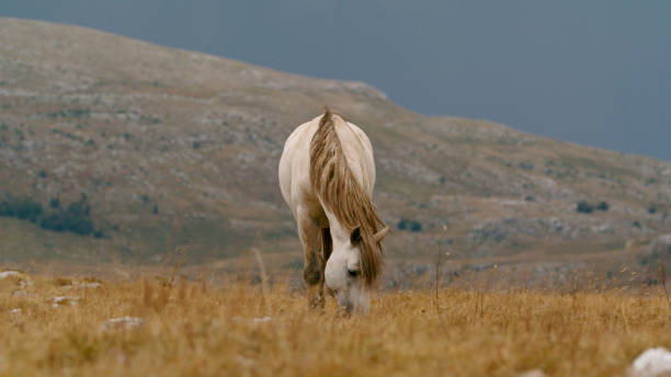 White Horse Grazes Peacefully on Dry Grassland,with a Distant Hill Rising in the Background. The Serene Scene Captures the Beauty of Nature and the Calm of the Open Landscape