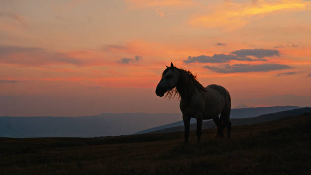 White Horse Standing a Grassy Hill,his Silhouette Outlined Against the Soft Twilight Sky. The Peaceful Scene Captures the Untamed Beauty of Nature as the Horse Move Through the Tranquil Landscape.