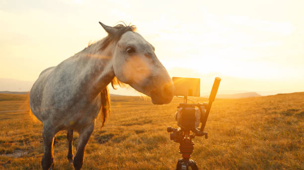 istock White Horse Interacting with Camera at Sunset 2189921233