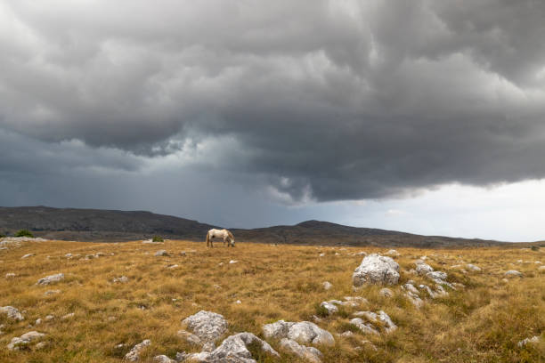 White Horse Grazes on a Dry Grass Field,Set Beneath a Cloudy Sky. in the Distance,Mountains Add to the Peaceful,Natural Scenery
