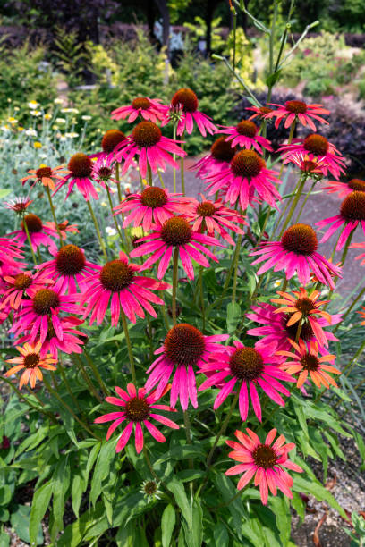 istock Pink echinacea flowers blooming vibrantly in a summer garden. 2189923906