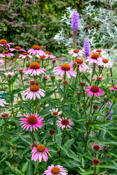 istock Echinacea flowers are bright pink and very beautiful. 2189923921