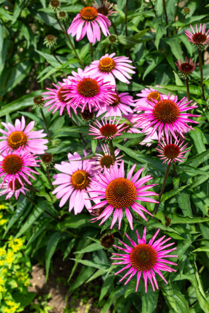 istock Echinacea flowers are bright pink and very beautiful. 2189923924