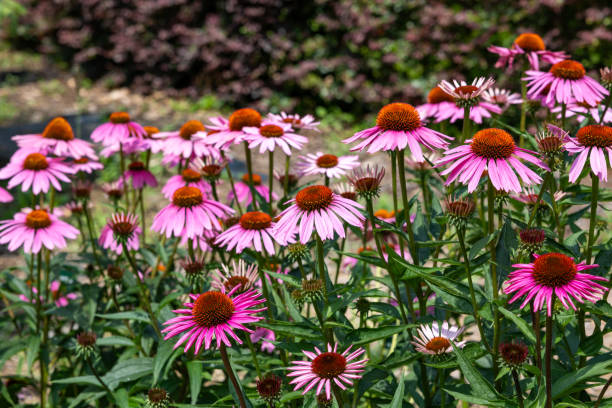 istock Echinacea flowers are bright pink and very beautiful. 2189923930