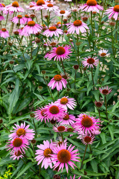 istock Echinacea flowers are bright pink and very beautiful. 2189923943