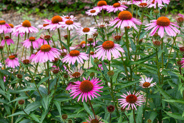 istock Echinacea flowers are bright pink and very beautiful. 2189923962