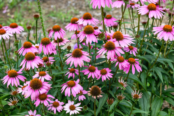 Echinacea flowers are bright pink and very beautiful.