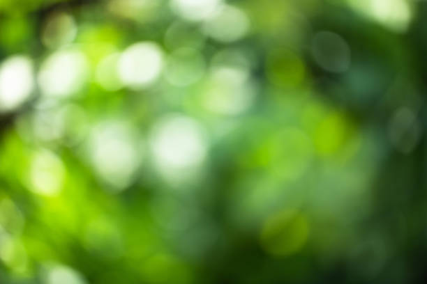 istock green blurred bokeh of vegetable garden, eco friendly background 2189924676