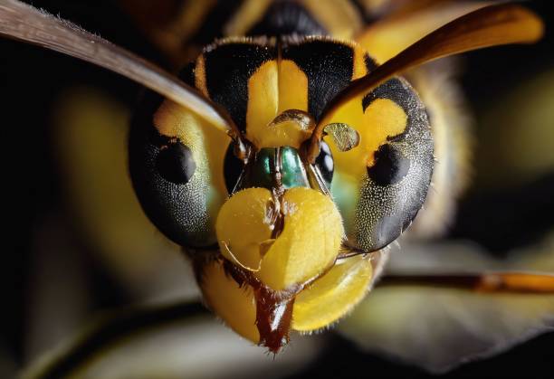 istock Macro shot of a wasp's face 2189926227