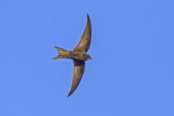 istock Black swift flying on the blue sky. 2189926817