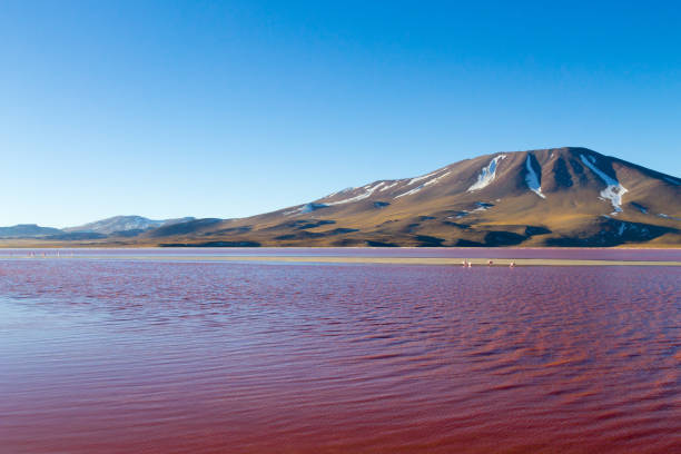 istock Laguna Colorada view, Bolivia 2189927817