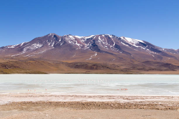 Laguna Hedionda flamingos, Bolivia