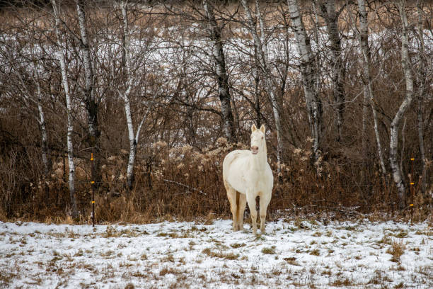 Yakut horses in the winter in the snow. The breed of Yakut horses.