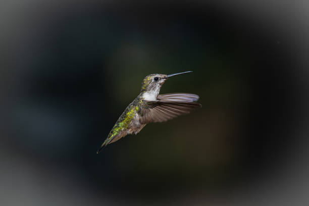 Portrait of solo Ruby-throated Hummingbird in flight.