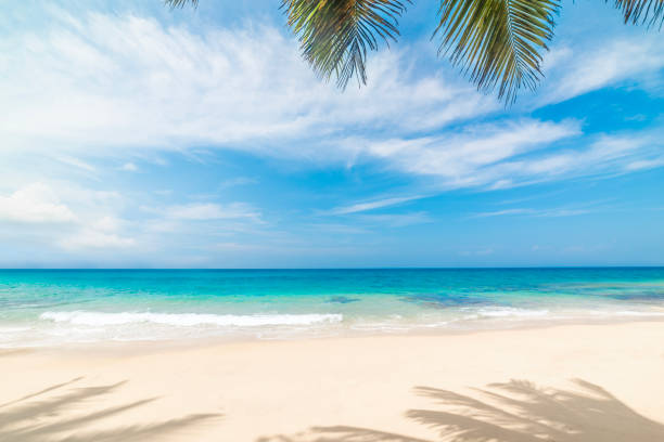 istock White sand and palm trees in a tropical beach 2189931102