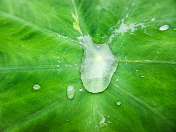 Beautiful natural details. Summer nature macro pattern. Green leaf texture with water drops