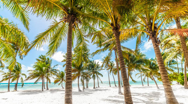 istock Turquoise water, white sand and coconut palm trees in a tropical beach 2189931357