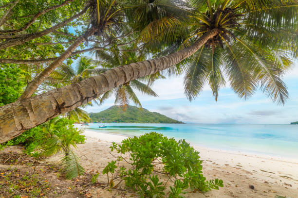 istock Tropical beach with palm trees by the water 2189931950