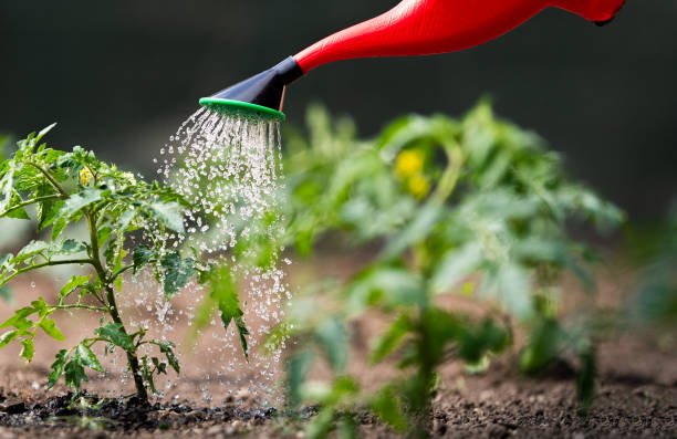 istock Watering seedling tomato in Greenhouse 2189932040