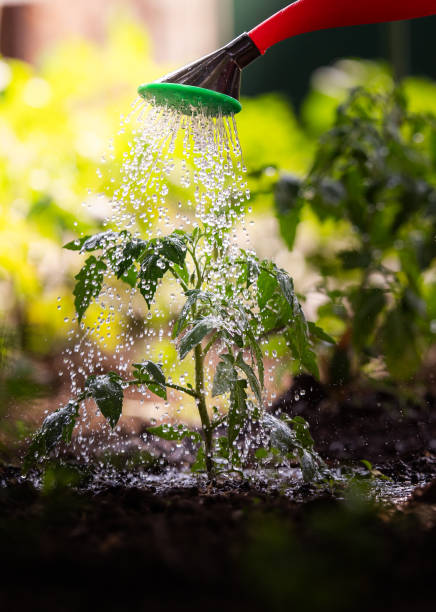 istock Watering seedling tomato in Greenhouse 2189932045