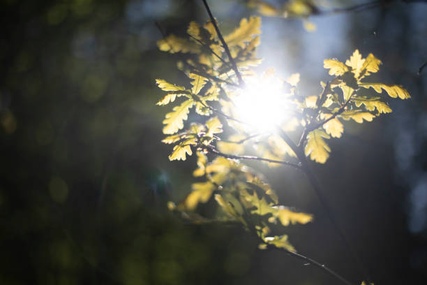 .Oak leaves in the sunlight. A young oak tree. Light on the plant. Rays of the sun in the summer.
