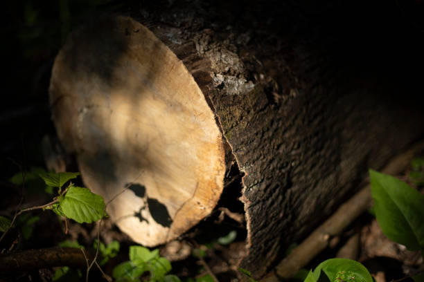 A tree in the forest in the summer. Nature Details. Tree trunk in the wilderness. Forest thicket.