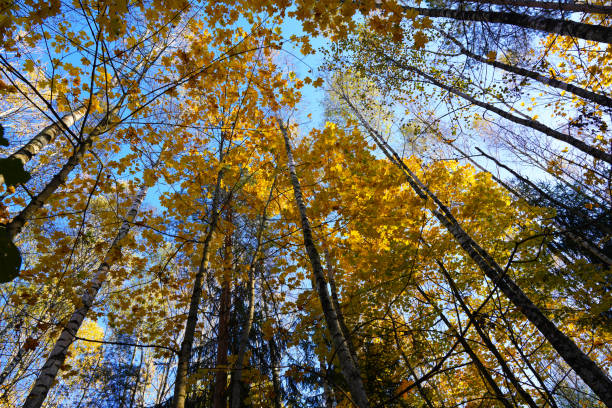 istock Autumn forest. Branches of trees Facing Towards Sky. Vertical view in sky with trees. 2189932648