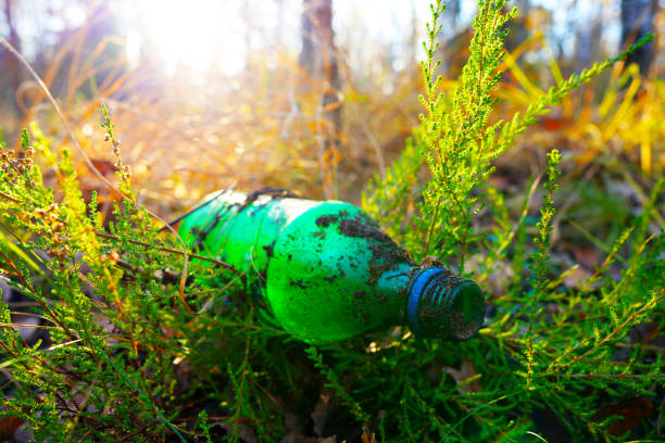 Plastic bottle thrown away in forest. Garbage in nature, reusable products. Rubbish thrown in forest. PET Plastic water bottle thrown out in nature. Waste in nature. Abandoned pet garbage waste.