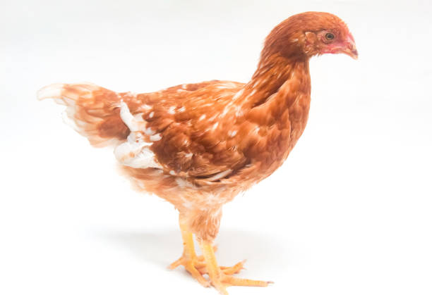 Brown chicken isolated on a white background