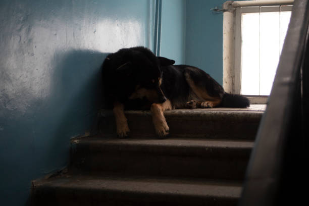 Portrait of a yellow white black mixed dog that is street but has recently been adopted. His name is Sarenko. In Serbian, it means colorful dog.
