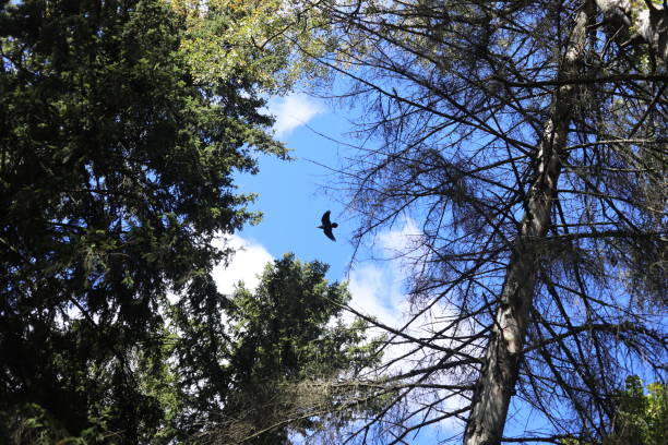 Spruce forest. A raven flies through the branches. Details of nature.