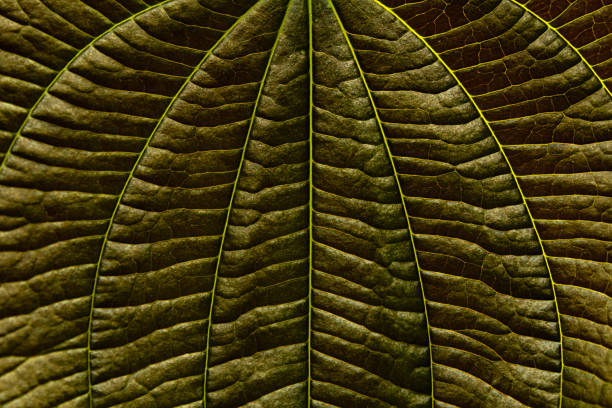 Close up of a green leaf.