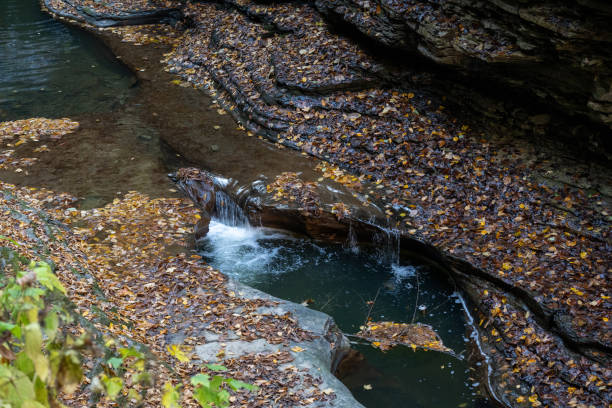 A gentle stream meanders through a rocky gorge, surrounded by colorful autumn leaves that blanket the forest floor. The water cascades softly over smooth stones, creating a peaceful ambiance as the golden light of late afternoon filters through the trees.