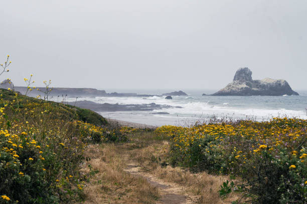istock yellow flower path on the beach leading to the ocean 2189939156