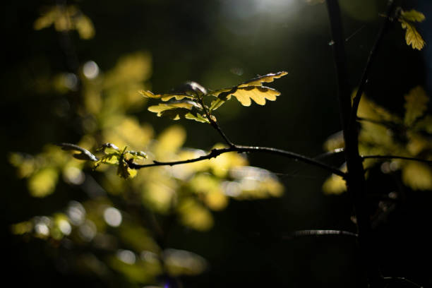 istock Oak leaves in the sunlight. A young oak tree in the forest. Oak leaf. 2189939672