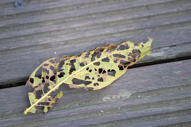 beauty of nature, shape and pattern of dried leaf