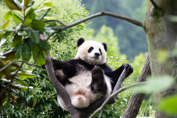 istock Happy Little Panda Relaxing on the High Tree, Wolong Panda Base, China 2189939795