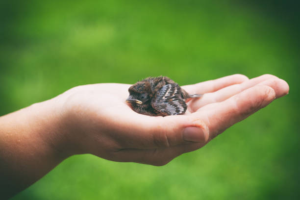 A man holds a baby sparrow in his hand.