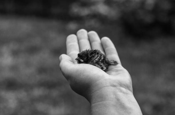 Bird banding. Ornithology.