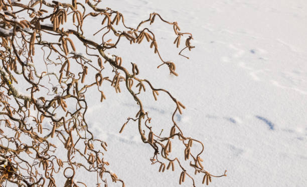 Corylus, avellana, contorta, hazel branches with snow against white snow background, selected focus.