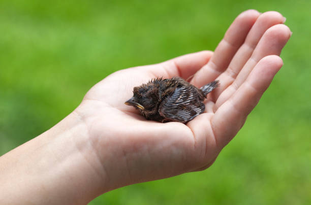 istock A man holds a baby sparrow in his hand. 2189941870