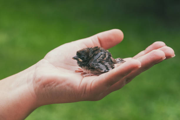 istock A man holds a baby sparrow in his hand. 2189941946