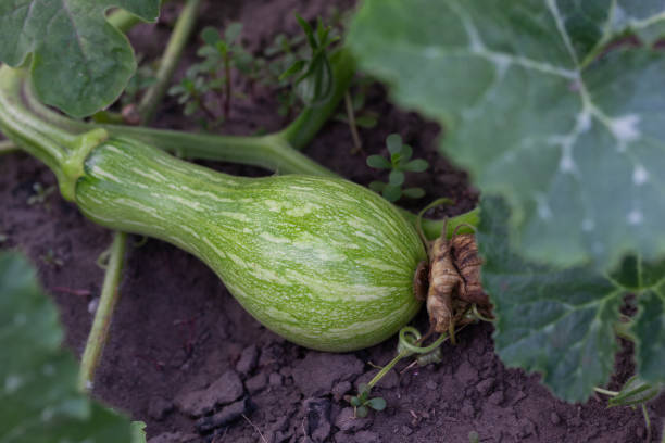 istock Growing pumpkin on a farm. Small pumpkin on the field. 2189942179