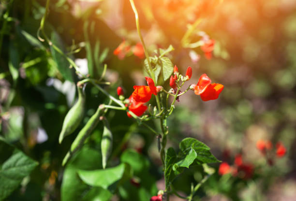 Flowering beans in the garden. Growing red beans