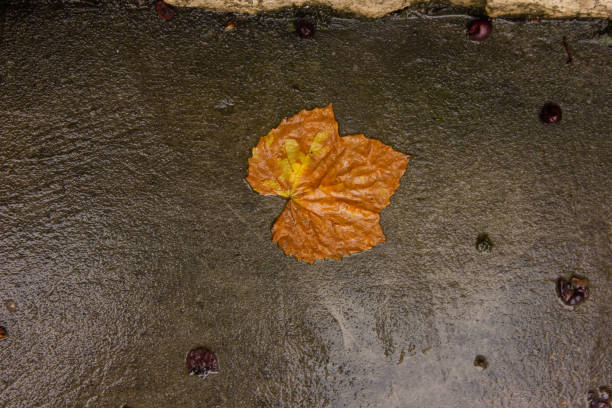istock fallen autumn leaves on the ground 2189944330
