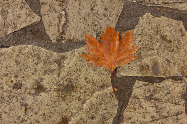 fallen autumn leaves on the ground