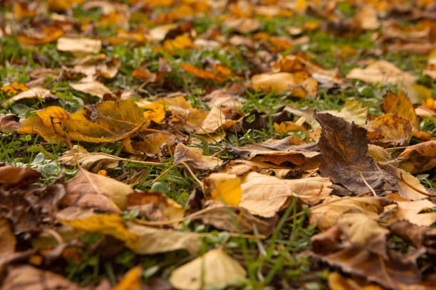 fallen autumn leaves on the ground