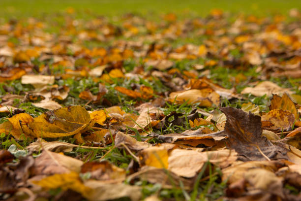 fallen autumn leaves on the ground