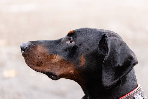 DOberman male with uncropped ears looking off camera, side profile, mouth closed.