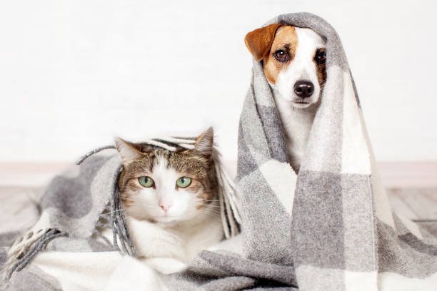istock Jack russell terrier Dog under gray plaid at home 2189948812